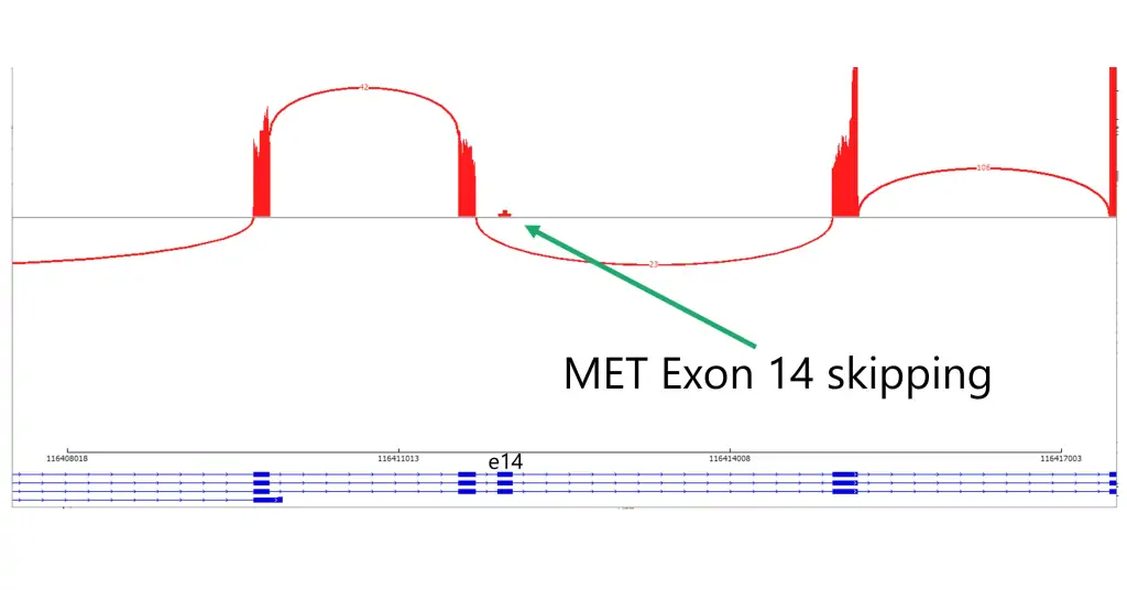 MET-Exon-14-skipping