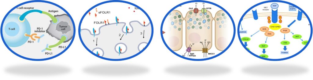 PD-L1 - FOLR1 - CLDN.18 - MET IHC